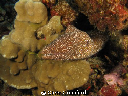Whitemouth Moray Eel, Molokini, Maui  Canon G10 by Chris Crediford 